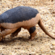 Priodontes maximus: pejichi o tatú carreta (VU), es el armadillo viviente más grande (30 + kg), ampliamente distribuido en bosques y sabanas de Sudamérica