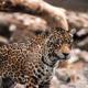 Panthera onca: jaguar (VU) Es el félido más grande de América (60 - 130 kg), de amplia distribución desde México a Argentina, y originalmente abundante en todas las tierras bajas, húmedas y secas, de Bolivia.